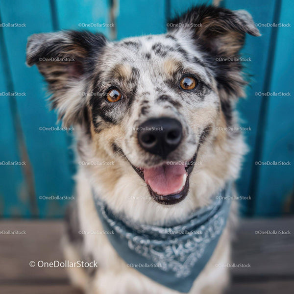Szczęśliwy szczeniak Australian Shepherd z jasnymi oczami i zabawnym wyrazem