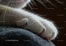 Close up of a sleeping white cat paw on fabric surface