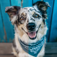 Before and after Pets Cold LUT Pack effect