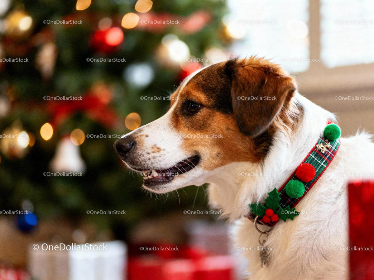 Happy dog wearing festive collar by Christmas tree