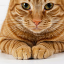Close up of calm orange tabby cat with paws folded