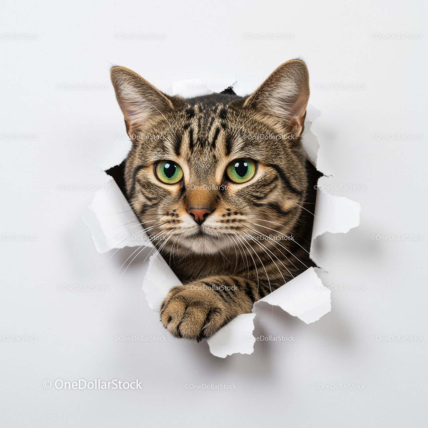 Curious tabby cat peeking through torn paper