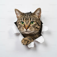 Curious tabby cat peeking through torn paper