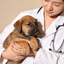 Veterinarian gently holding a brown puppy in clinic