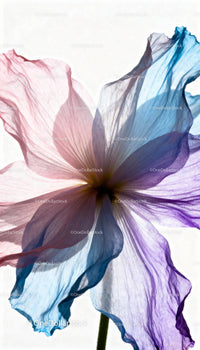 Delicate translucent flower petals glowing in sunlight