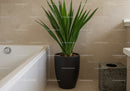 Healthy Green Tropical Plant in Modern Black Pot in Home Interior