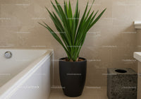 Healthy Green Tropical Plant in Modern Black Pot in Home Interior