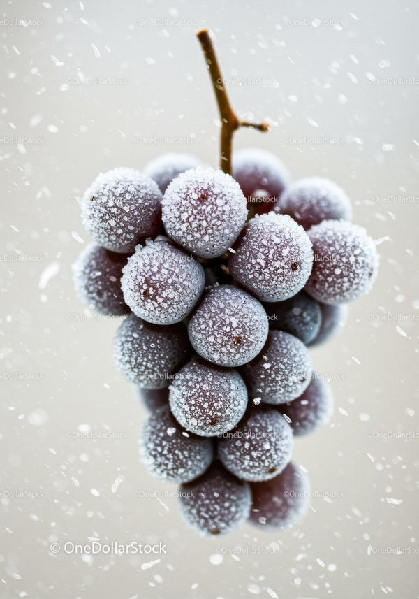 Close-up of frozen red grapes with ice crystals