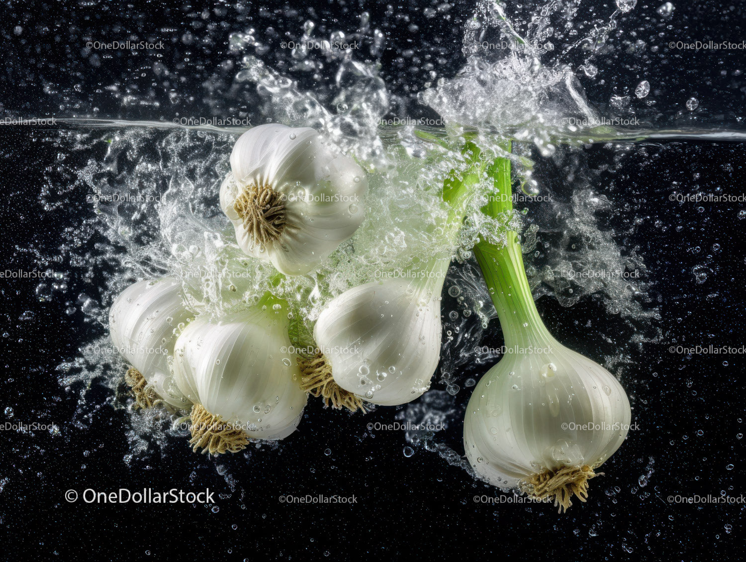 Fresh Garlic Bulbs with Green Stalks in Water for Cooking and Cooking