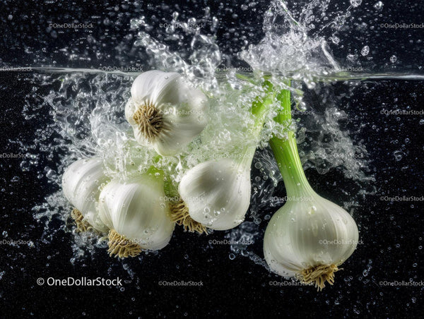 Fresh Garlic Bulbs with Green Stalks in Water for Cooking and Cooking