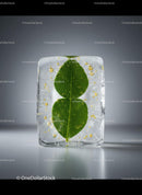 Fresh green leaves encased in crystal clear ice cube