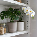 Elegant Indoor Houseplants and White Orchids on White Shelving