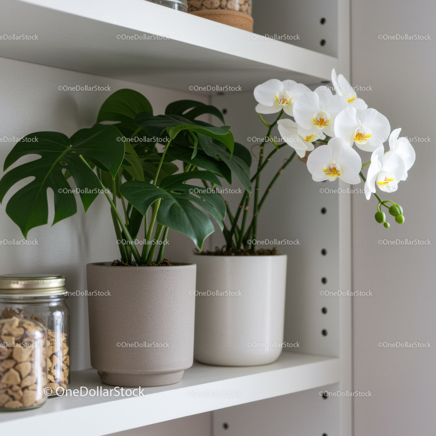 Elegant Indoor Houseplants and White Orchids on White Shelving
