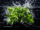 Fresh Green Parsley Leaves Splashing in Water