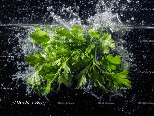 Fresh Green Parsley Leaves Splashing in Water