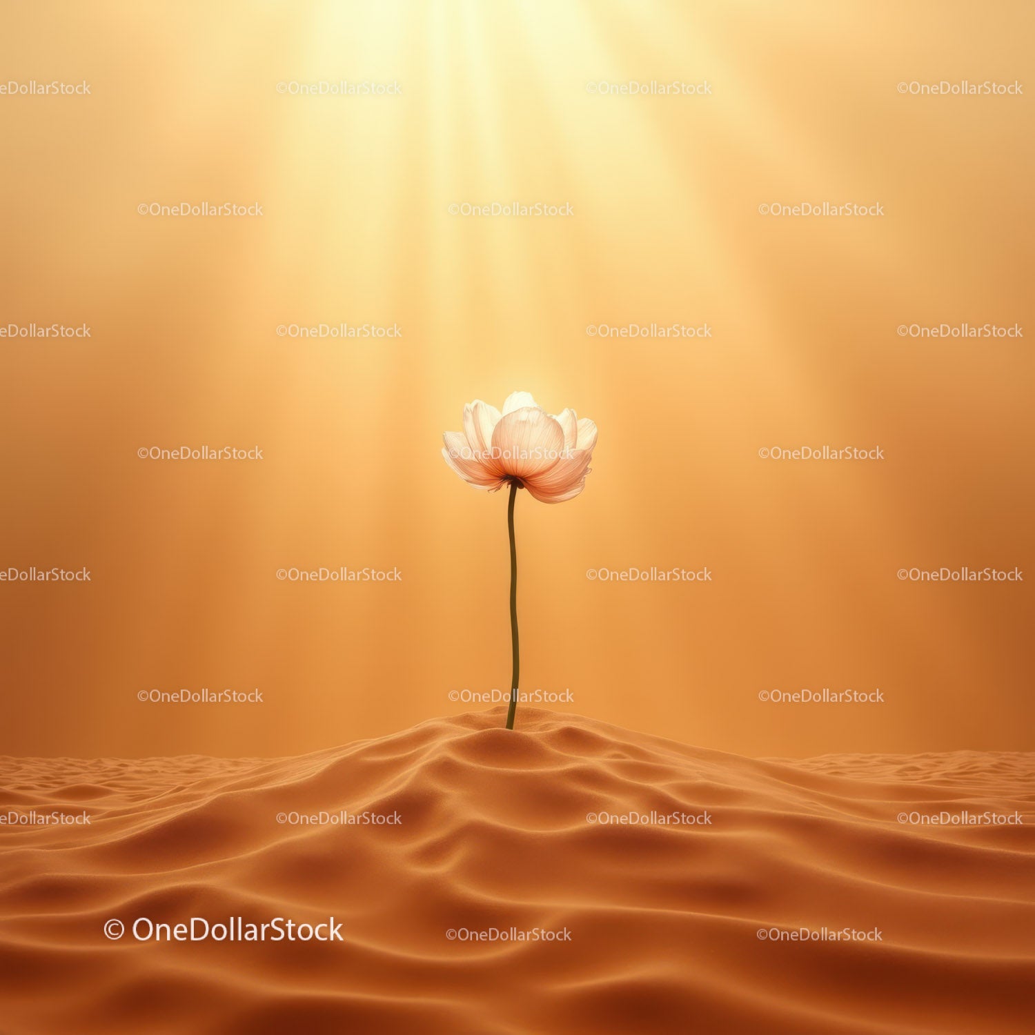 Delicate flower blossoming alone in warm desert sands