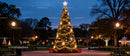 Festive Christmas Tree Illuminated in Evening Park