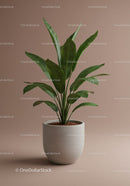 Green Fiddle Leaf Fig Plant in White Pot for Interior Decor