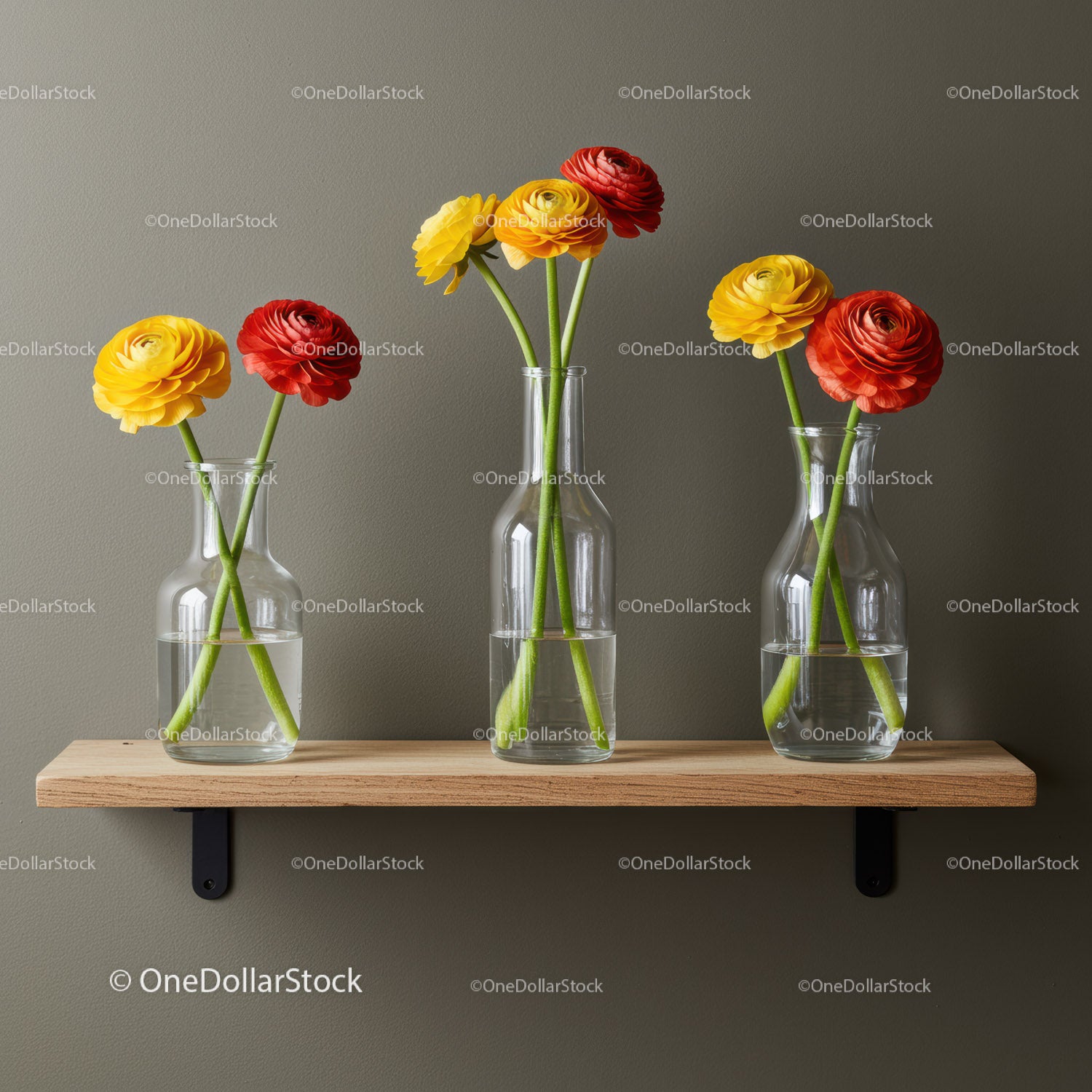 Bright Ranunculus Flower Arrangement in Clear Glass Vases for Modern Interior