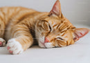Ginger Cat Relaxing on Soft White Surface