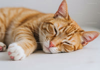 Ginger Cat Relaxing on Soft White Surface