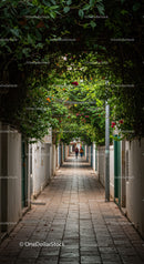 Flowering Vines Over Green Leafy Archway in Quiet Urban Alley