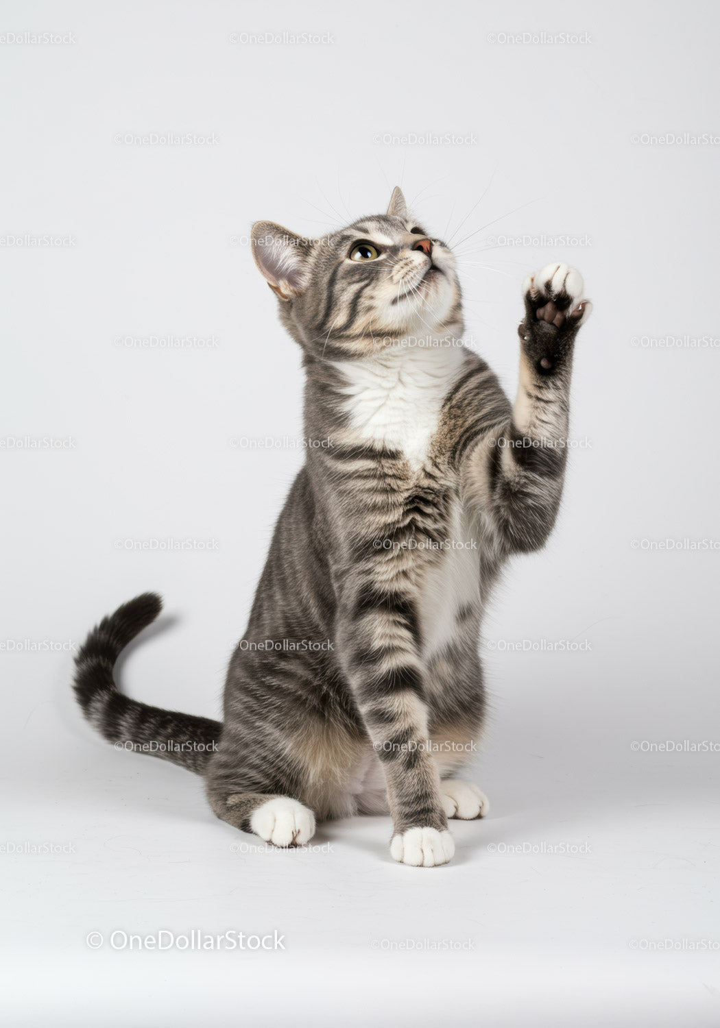 Playful tabby cat raising paw on white background