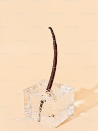 Vanilla bean embedded in clear melting ice cube