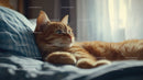 Orange Tabby Cat Relaxing on Bed with Warm Sunlight