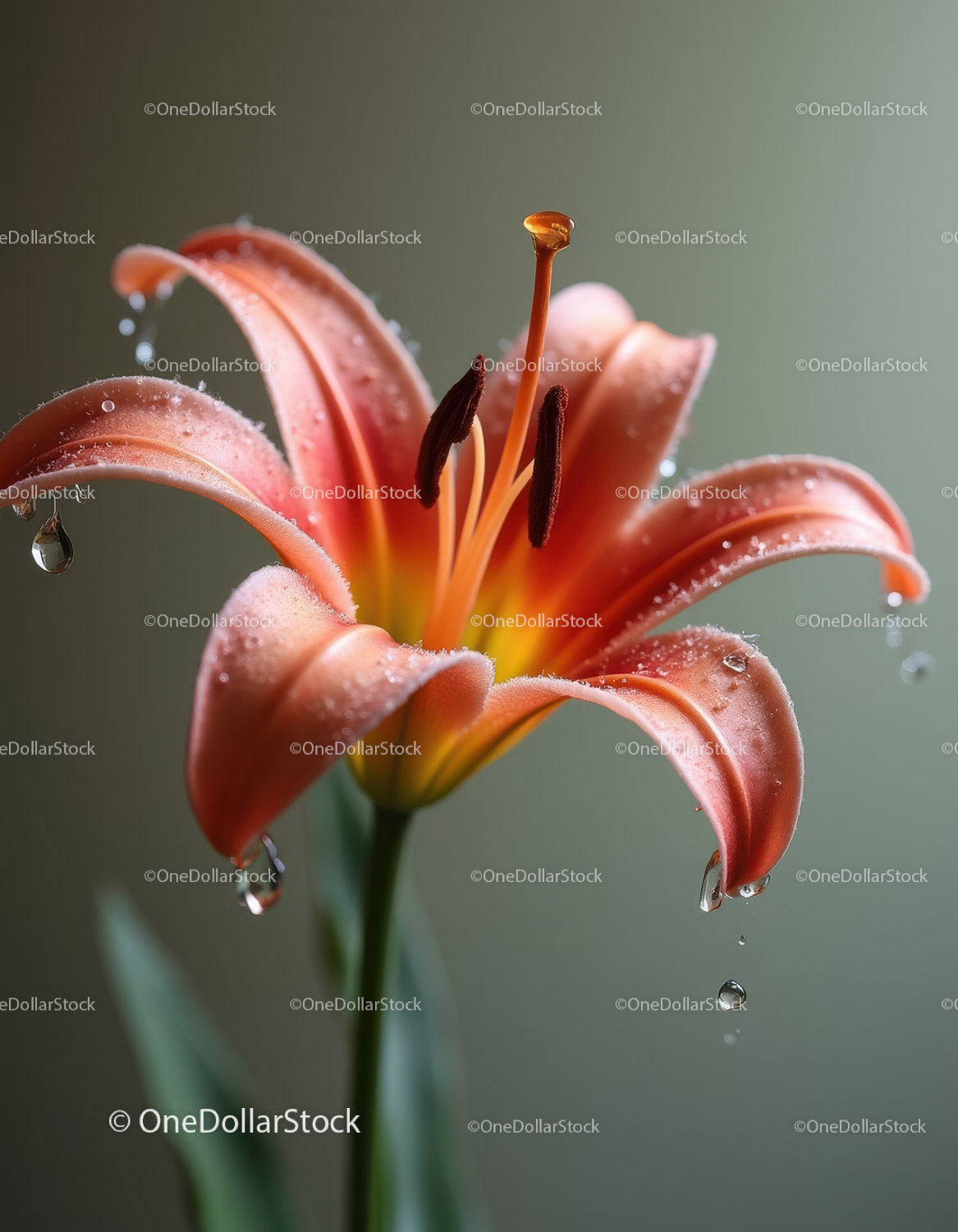 Pink Lily Flower with Water Droplets in Natural Garden Setting