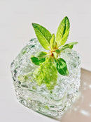 Fresh Green Mint Leaves Frozen in Ice Cube