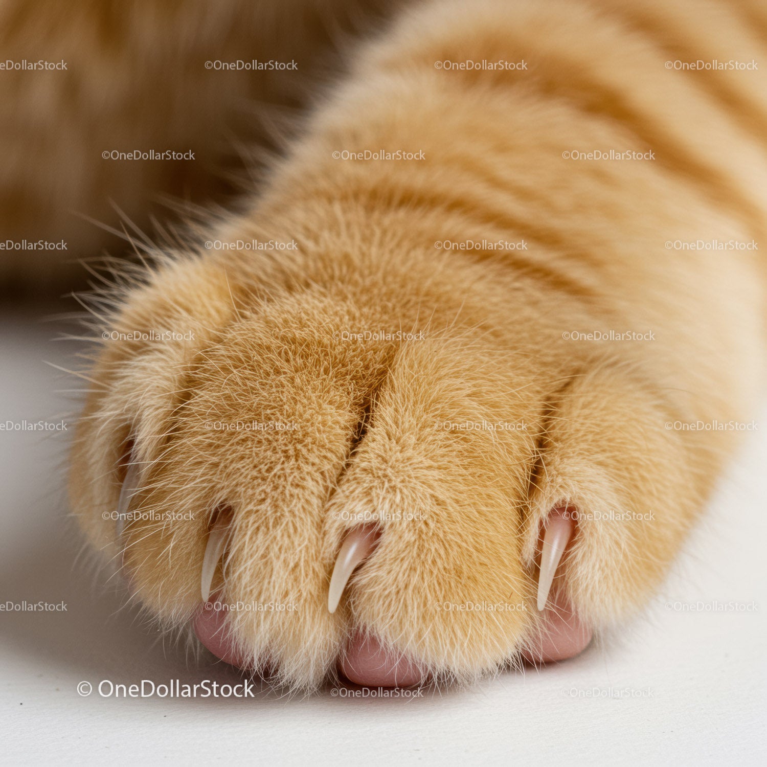 Close-up of an orange cat paw with retracted claws
