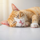 Close up of relaxed ginger cat sleeping peacefully
