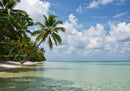 Tropical Beach with Palm Trees and Turquoise Waters
