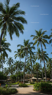 Tropical Palm Trees in a Luxurious Resort with Blue Sky