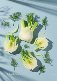 Fresh fennel bulbs with dill herbs on blue background