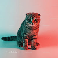 Playful Grey Tabby Cat in a Dynamic Pose with Striped Fur