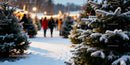 Snow covered fir trees in winter holiday market