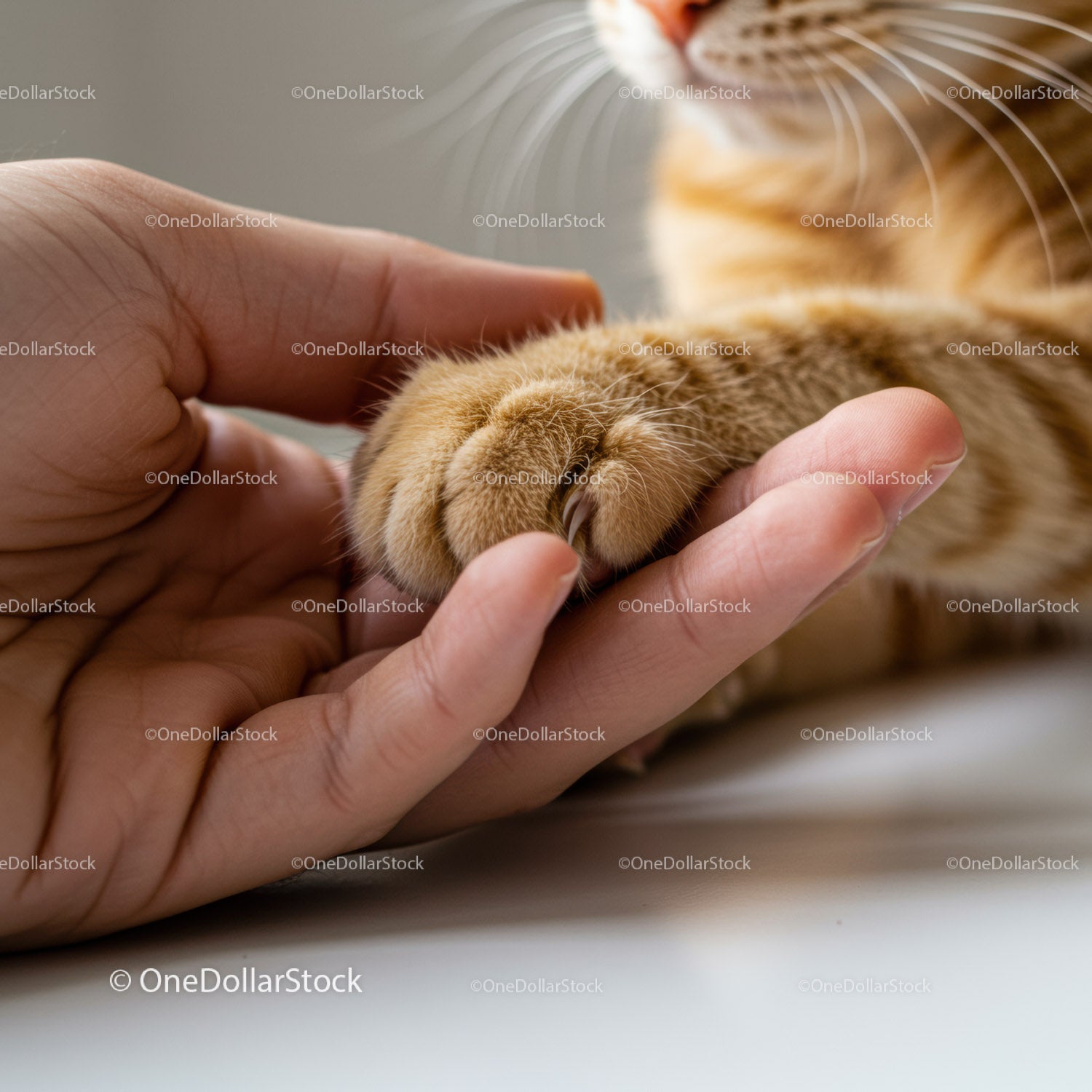 Human hand holding a ginger cat paw gently