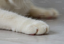 Close Up of Soft White Cat Paw Resting on Floor
