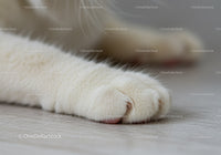 Close Up of Soft White Cat Paw Resting on Floor