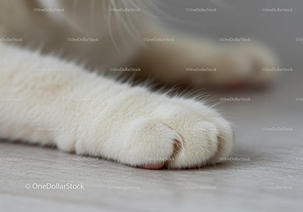 Close Up of Soft White Cat Paw Resting on Floor