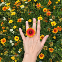 Hand Adorned with a Vibrant Flower Ring in a Colorful Garden