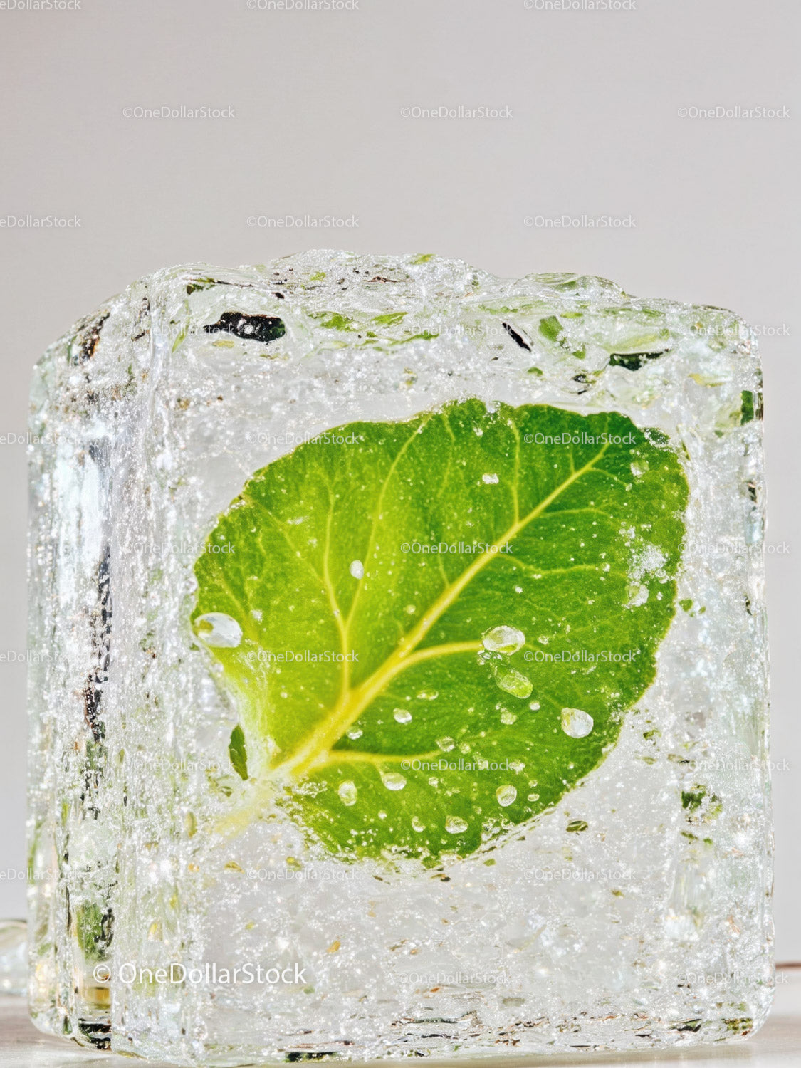Fresh green leaf frozen inside a clear ice cube