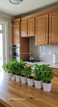 Cozy Kitchen with Wooden Cabinets and Green Houseplants