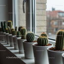 Small Cacti Collection in White Pots on Windowsill