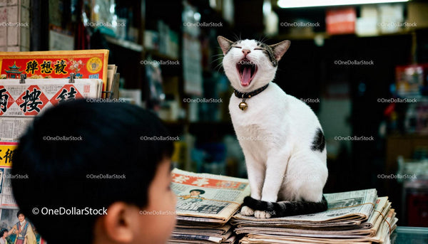 White cat yawning on stack of newspapers indoors
