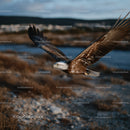Majestic Bald Eagle Soaring Over River in Natural Habitat