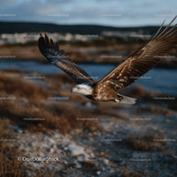 Majestic Bald Eagle Soaring Over River in Natural Habitat