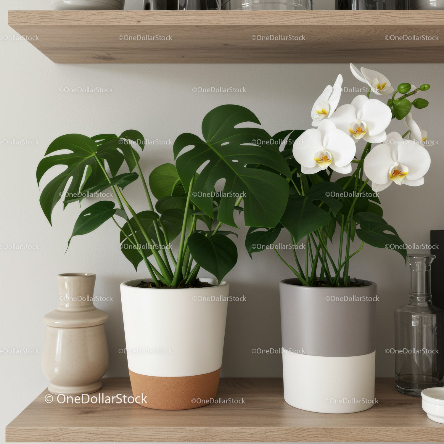 Elegant White Orchid and Monstera Houseplants in Modern Decor